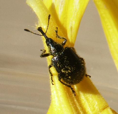 Weevils  Facts & Identification, Control & Prevention