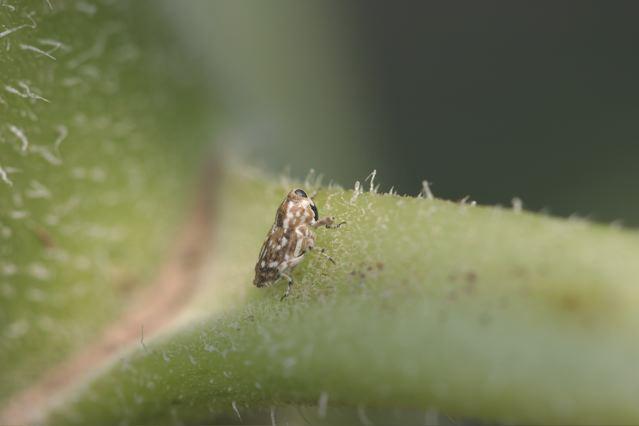 Click to enlarge .. 300 X 200(8K)