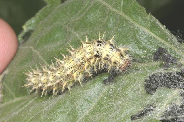 painted lady caterpillar diagram