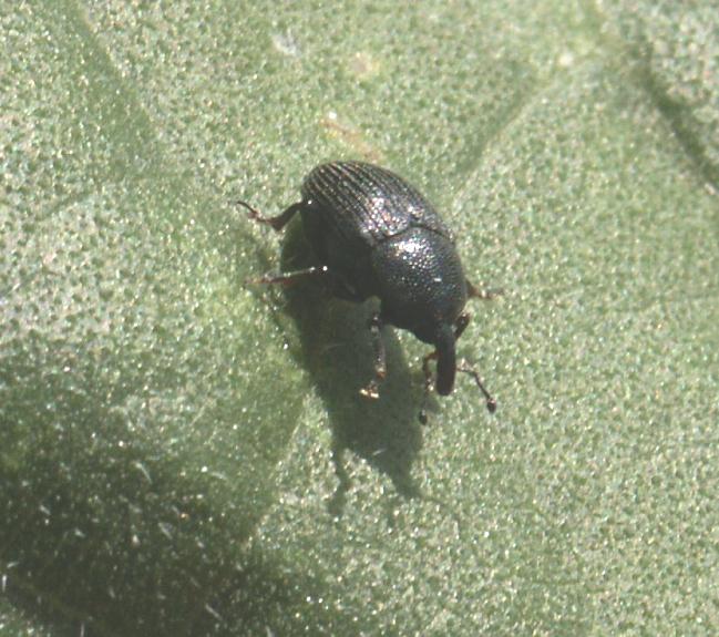 Picturer of Root Weevil