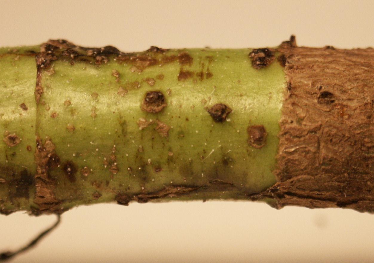 Picture of Sunflower Stem Weevil OvipositionScars