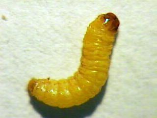 Sunflower>Sunflower Budworm Larva.JPG