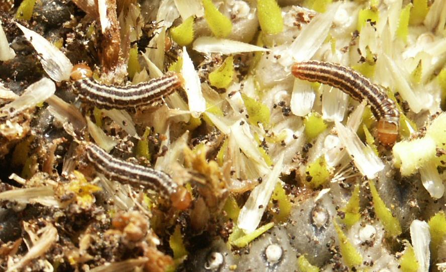 Picture of Sunflower Moth Larvae