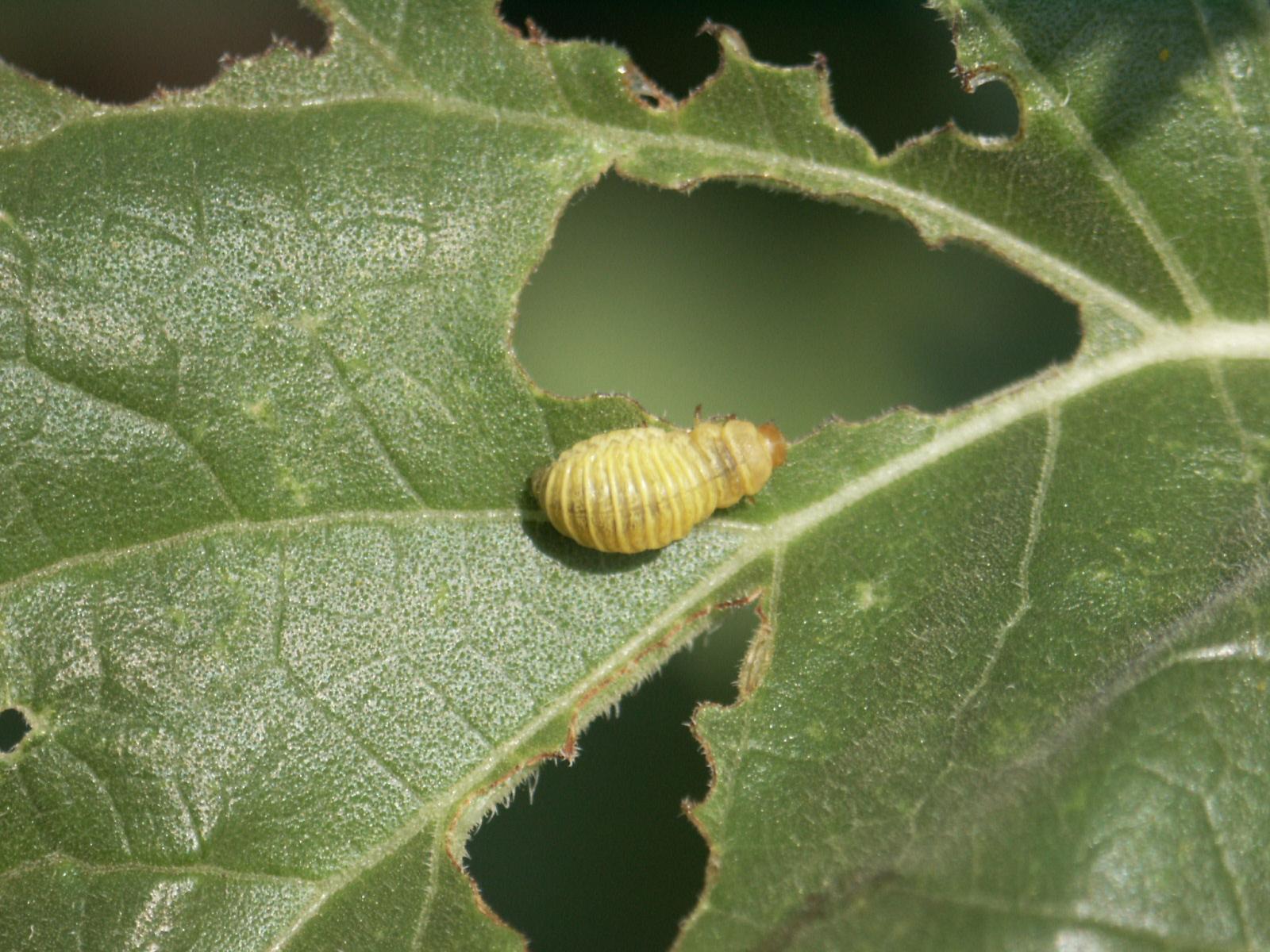 Picture of Sunflower Beetle Larva