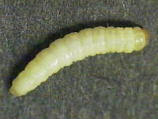 Picture of Sunflower Root Moth Larva