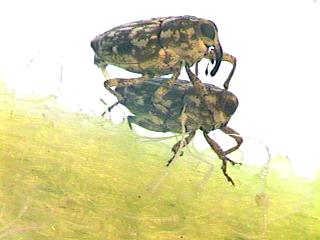 Picture of SunflowerStemWeevils