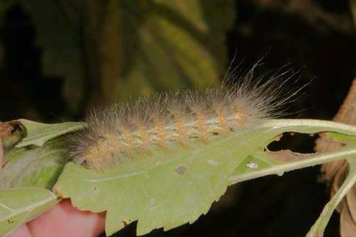 Sunflower>Woolybear Caterpillar