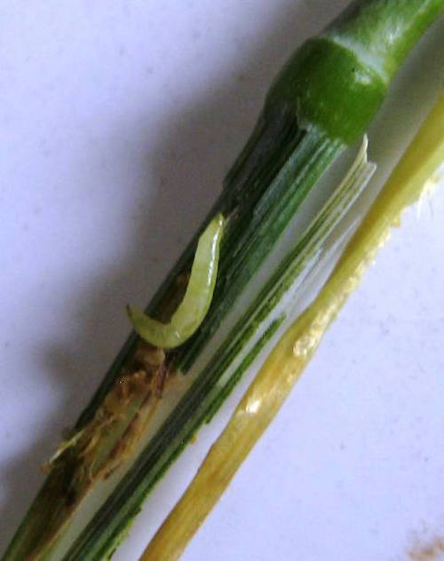 Stem dissected to reveal stem maggot.