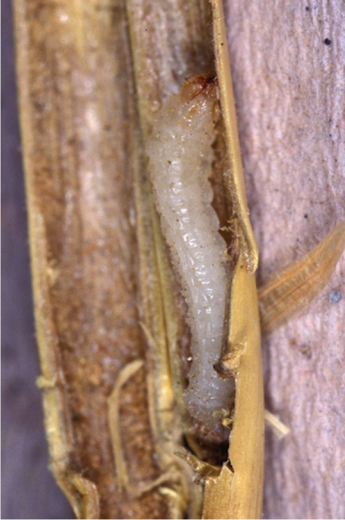 larva