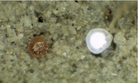 Close-up of two types of Brown Wheat Mite eggs 