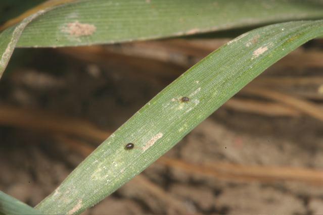 Brown Wheat Mites on Leaf