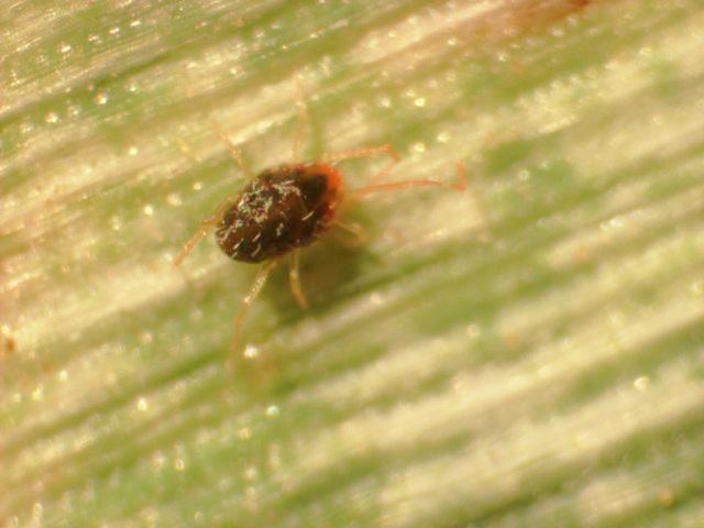 Close-up of Brown Wheat Mite