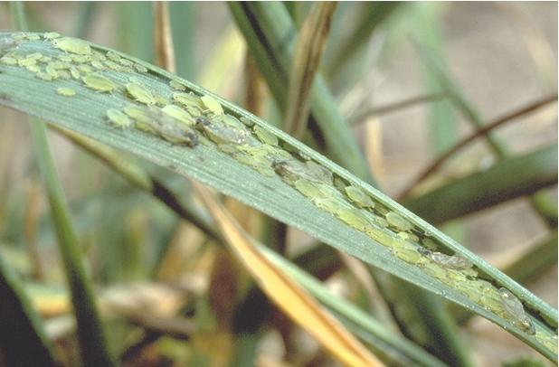 Greenbug | Wheat | Crop Pests | Insect Information | Extension ...