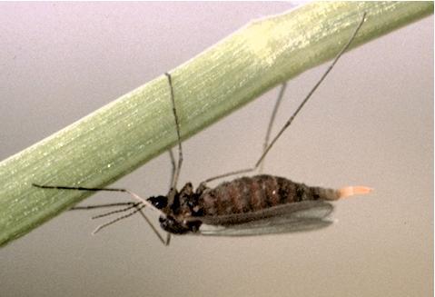 Wheat>Hessian Fly adult