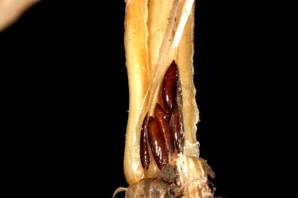 Wheat>Hessian Fly Pupae