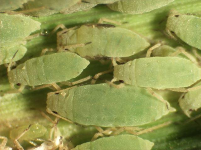Wheat>Close-up of Rusian Wheat Aphids