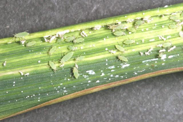 Russian | Wheat | Crop Pests | Insect Information | Extension ...