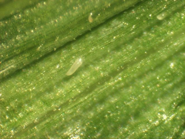 Wheat curl mite on leaf