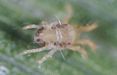 Lewis Spider Mite