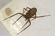 Brown Recluse Spider