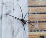 Black Widow Spider