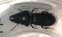 Big-headed Ground Beetle