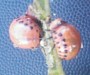 Potato beetle larvae