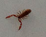 Pseudoscorpion