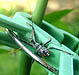 Wheel Bug nymph