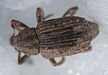 Rice Water Weevil