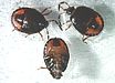 Burrowing bug nymphs