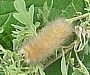 woollybear