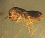 termite