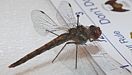 Sympetrum Meadowhawk