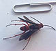 Spider Wasp