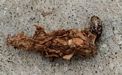 Bagworm