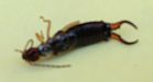 Earwig