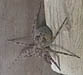 Fishing spider