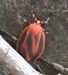 scarlet moth