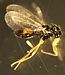 Fairy Wasp