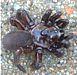 Trapdoor spider