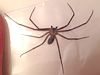 Brown Recluse Spider