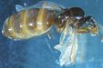 Lasius sp.