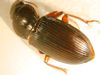 Ground Beetle