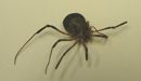 Harvestmen spider