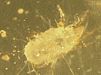 Grain mite