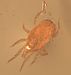 predatory mite