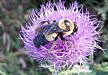 Southern Plains Bumblebee