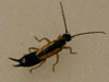 Earwig