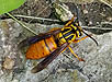 Southern Yellowjacket Wasp